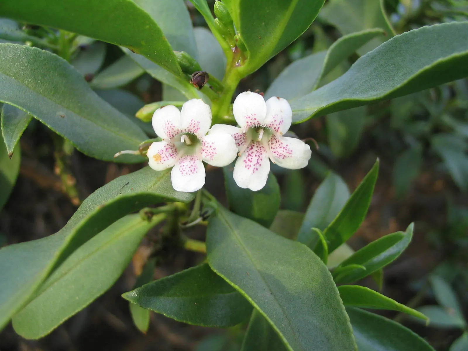Myoporum (Myoporum Laetum) — Spring and summer usher in an array of delicate white flowers; boasting a width of 15 to 20 feet at maturity