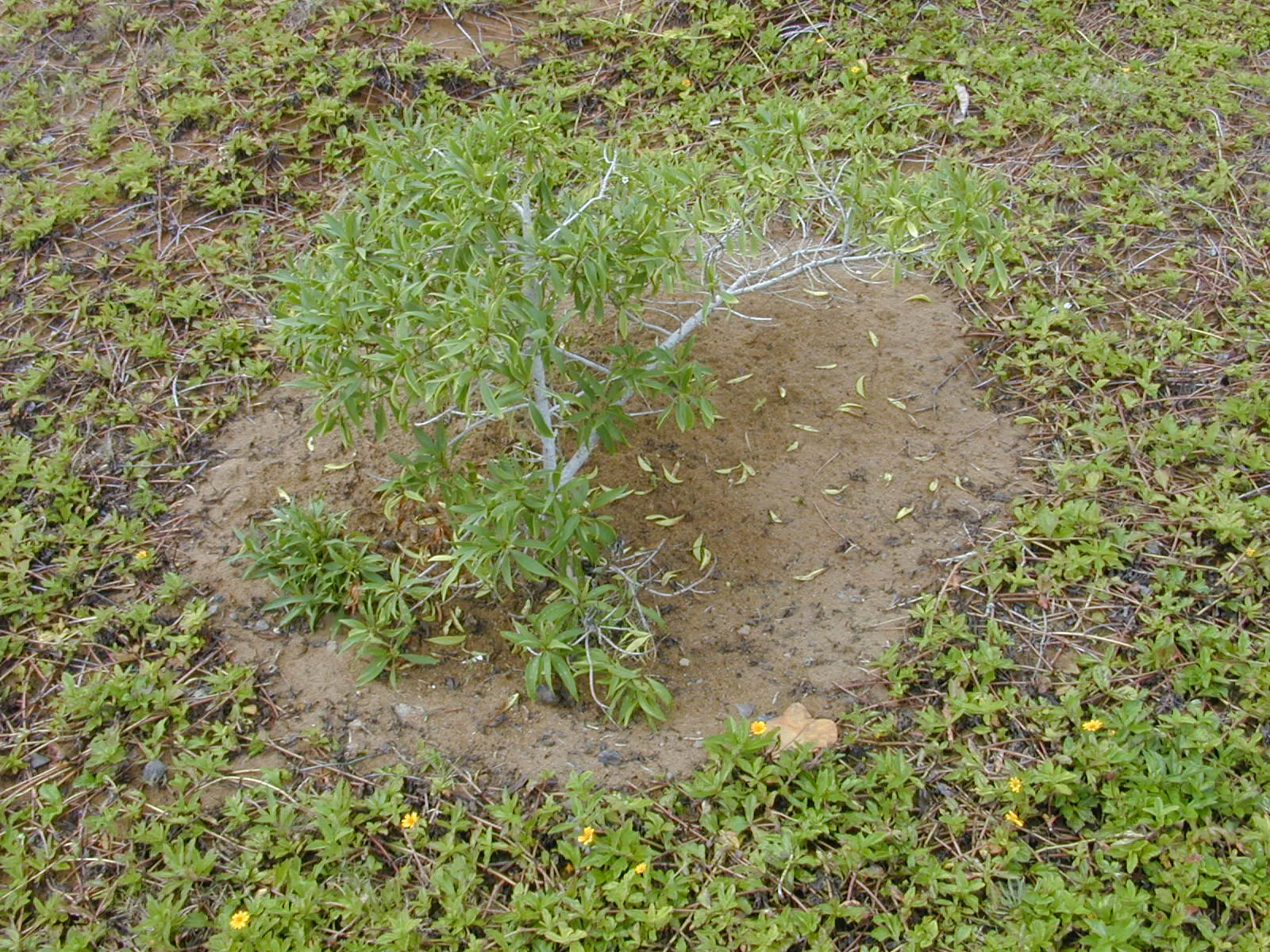 Myoporum (Myoporum Laetum) — These fruit are alluring to birds; reaching a mature height of 15-20 feet with a spread of 10-15 feet, image 73