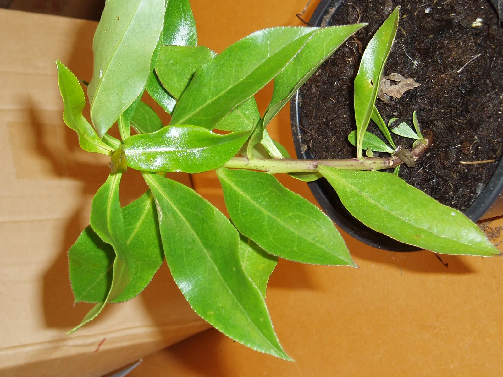 Myoporum (Myoporum Laetum) — it exhibits considerable drought tolerance once established; and placement should consider its ability to act as a windbreak or