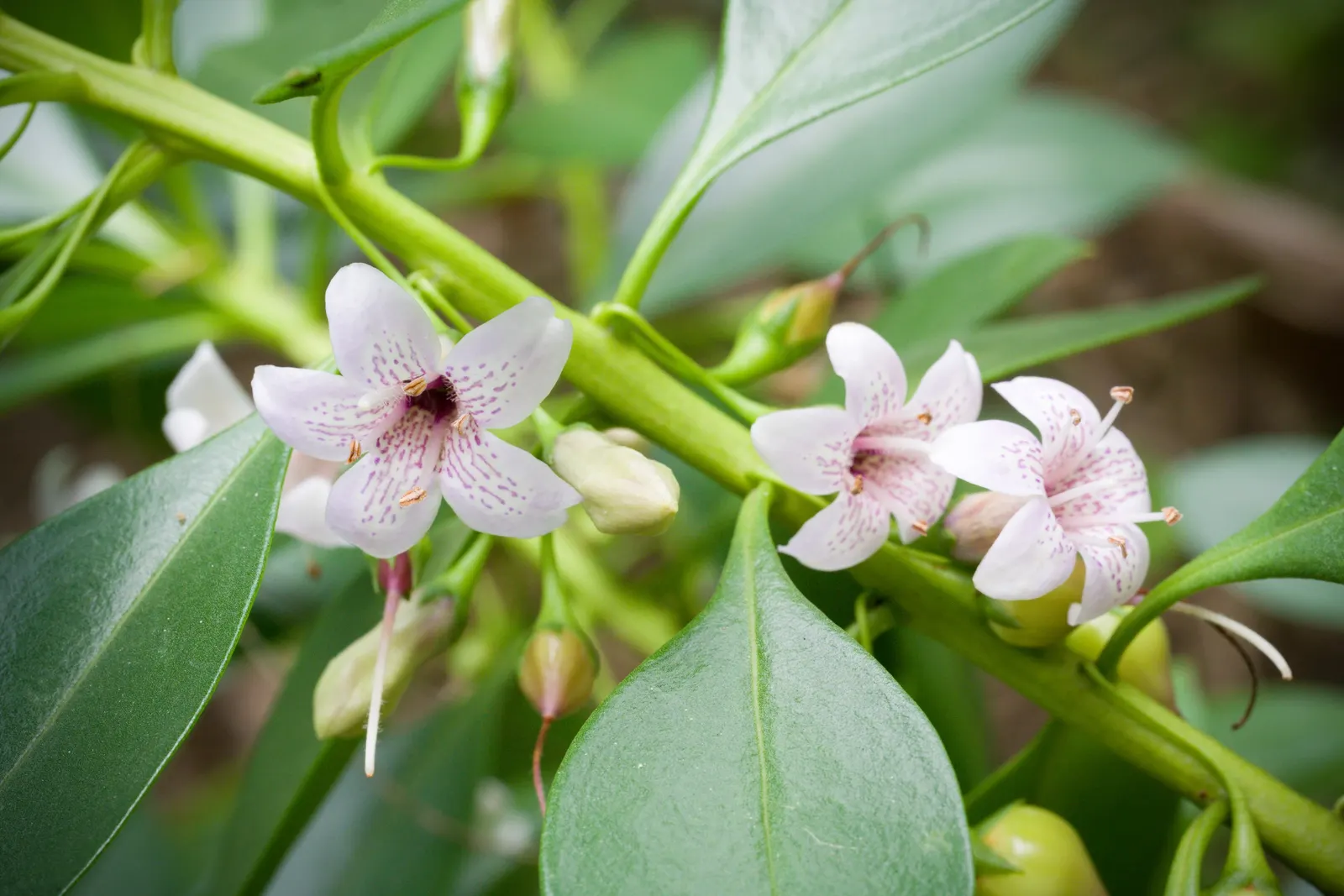 Myoporum (Myoporum Laetum) — often referred to as ngaio tree; offering added ecological value.<br><br>This species favors full sun exposure, image 63