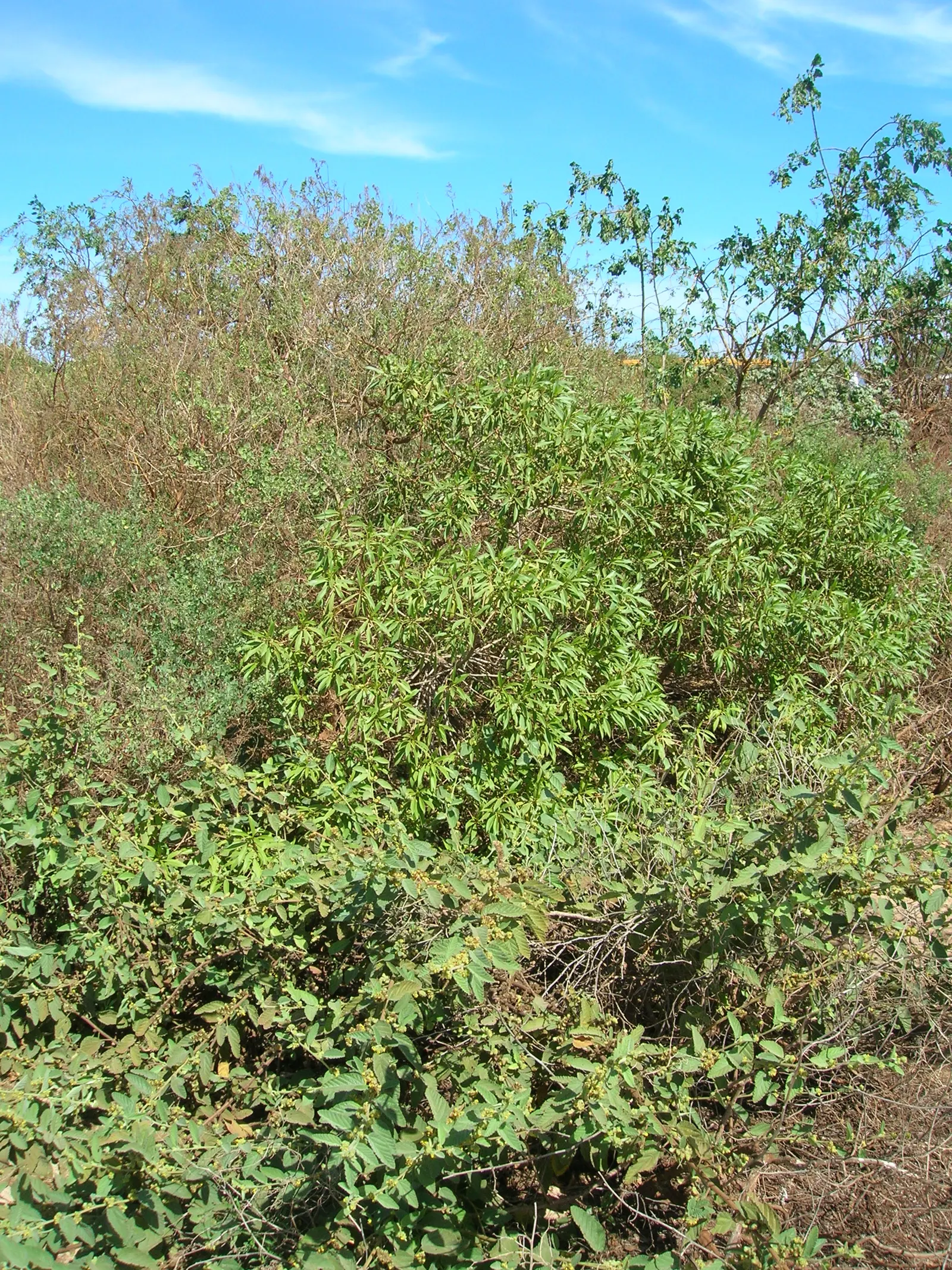 Myoporum (Myoporum Laetum) — as all parts of the plant are toxic if ingested and can irritate skin upon contact; offering added ecological value.<br><br>This