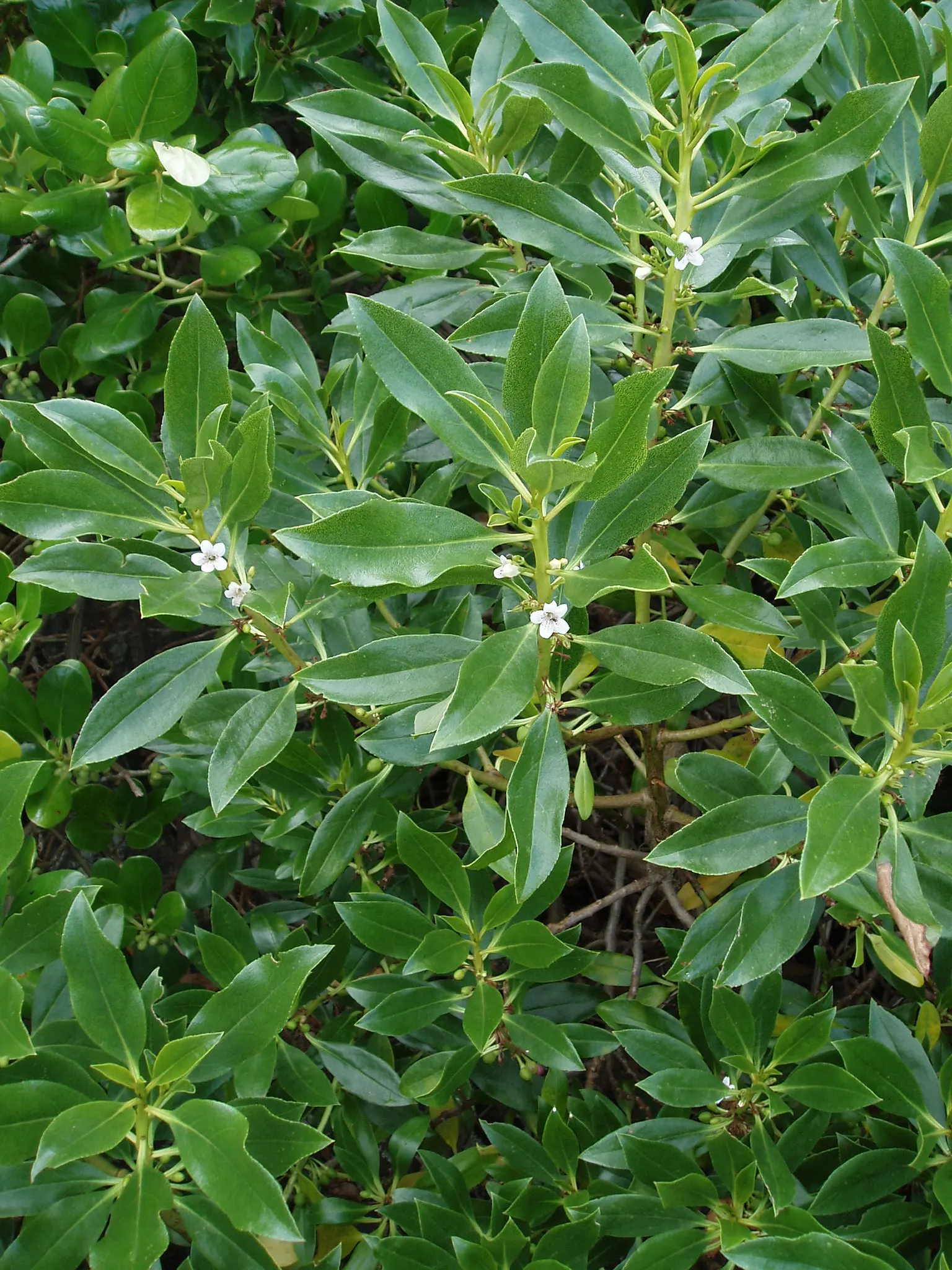 Myoporum (Myoporum Laetum) — The Myoporum laetum is also renowned for its salt spray tolerance; boasting a width of 15 to 20 feet at maturity, image 78