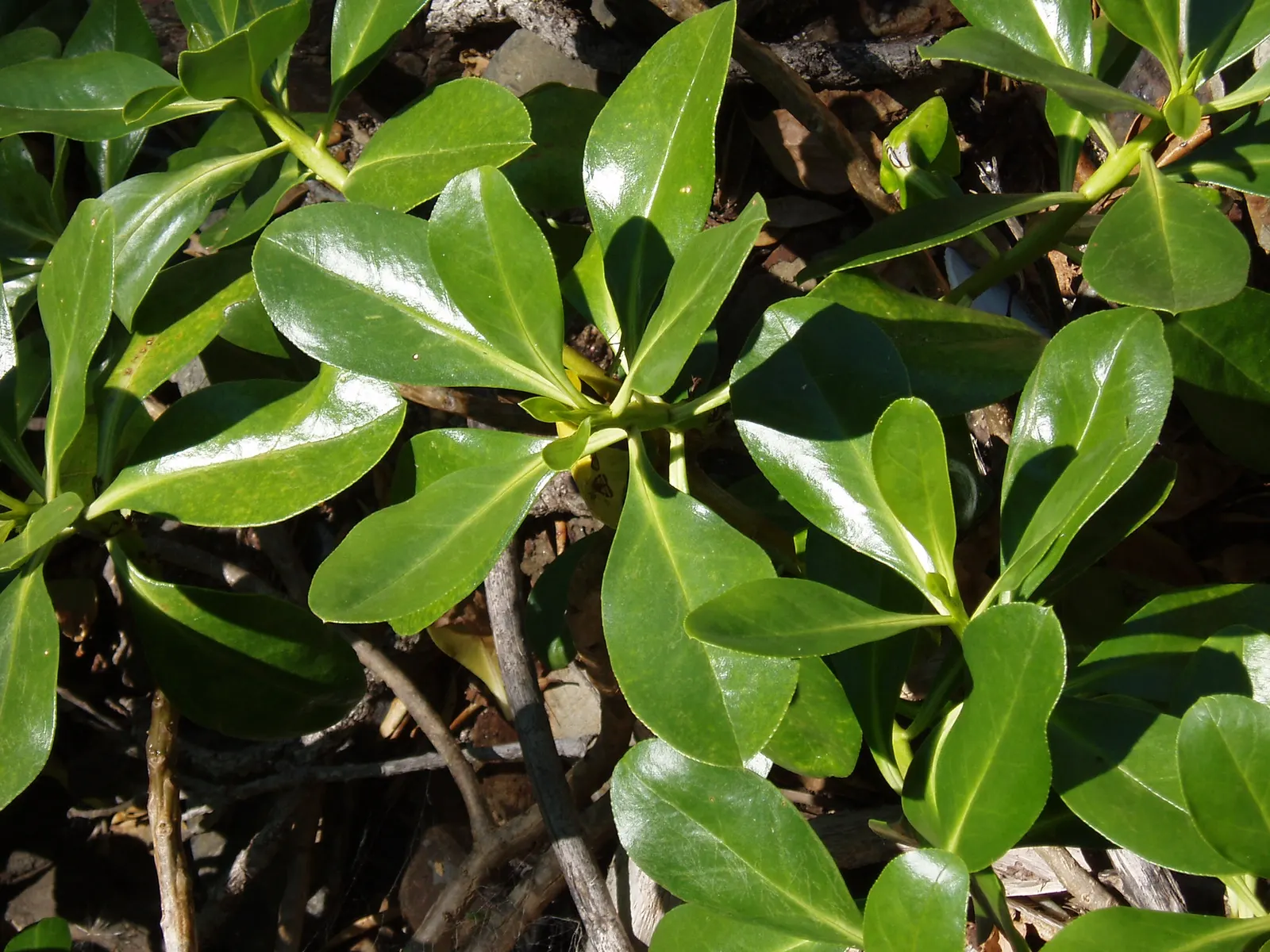 Myoporum (Myoporum Laetum) — reaching a mature height of 15-20 feet with a spread of 10-15 feet; and placement should consider its ability to act, image 88