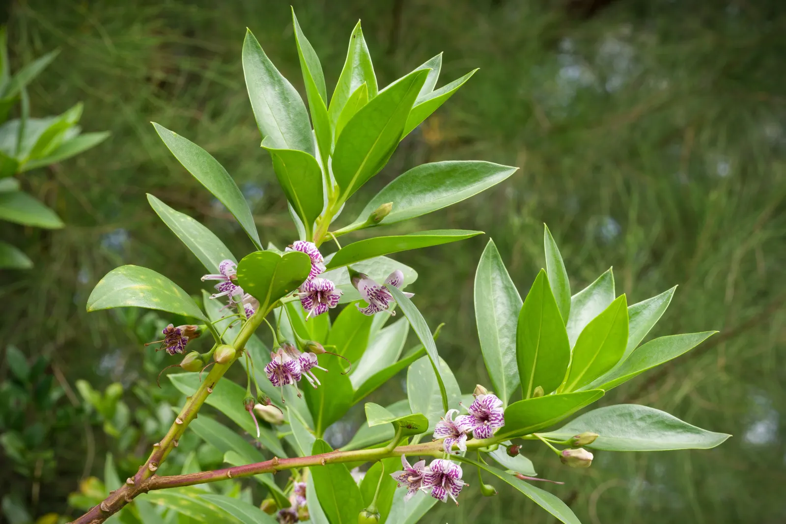 Myoporum (Myoporum Laetum) — and placement should consider its ability to act as a windbreak or privacy screen; reaching a mature height of 15-20 feet with a