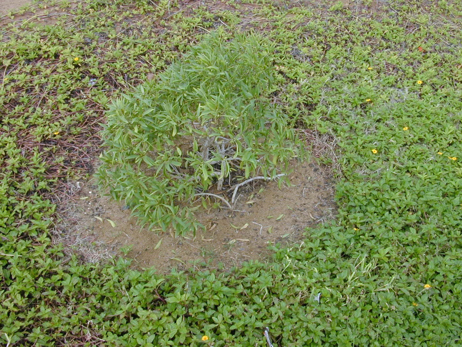Myoporum (Myoporum Laetum) — which later give way to small purple drupes