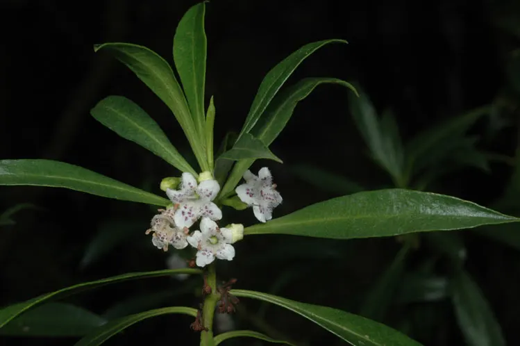 Myoporum (Myoporum Laetum) — Ideal for screening or hedging, it thrives in full sun and adapts to various soil types; boasting a width of 15 to 20, image 90