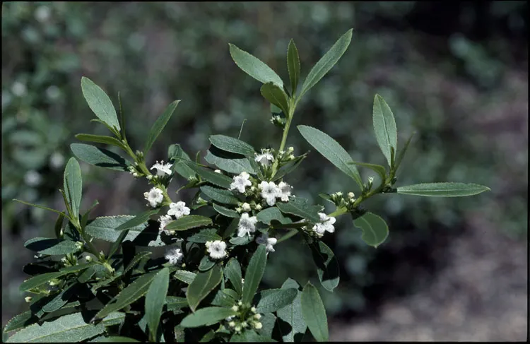 Myoporum (Myoporum Laetum) — presenting an excellent choice for seaside settings.<br><br>When designing landscapes with Myoporum laetum; offering, image 79