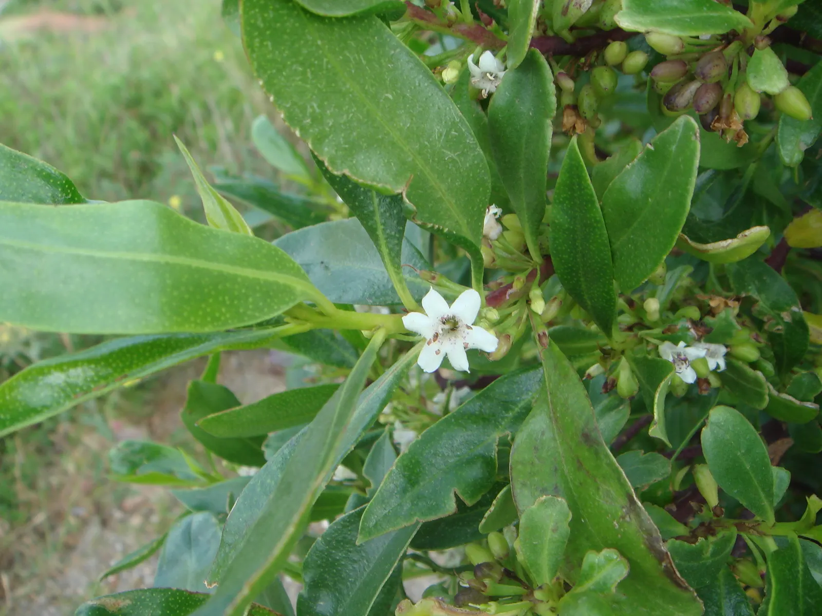Myoporum (Myoporum Laetum) — it exhibits considerable drought tolerance once established