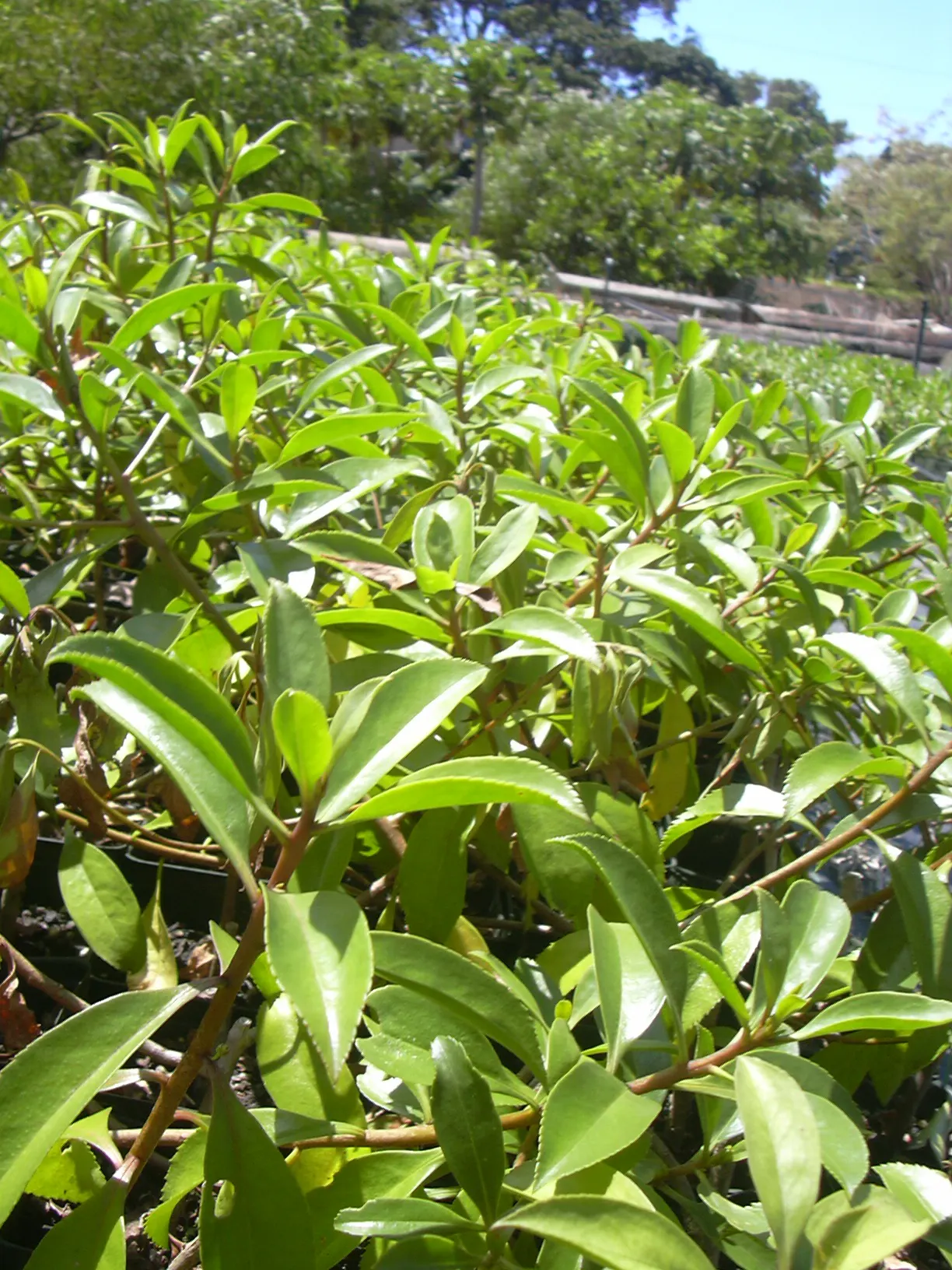Myoporum (Myoporum Laetum) — boasting a width of 15 to 20 feet at maturity; offering added ecological value.<br><br>This species favors full sun exposure