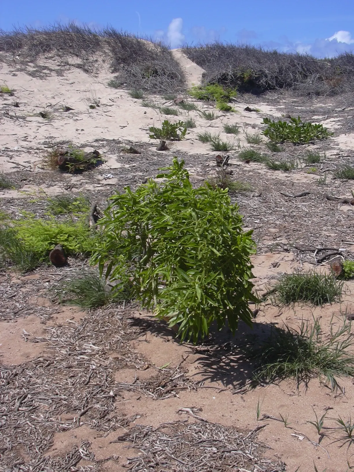 Myoporum (Myoporum Laetum) — and while it thrives in well-drained soils