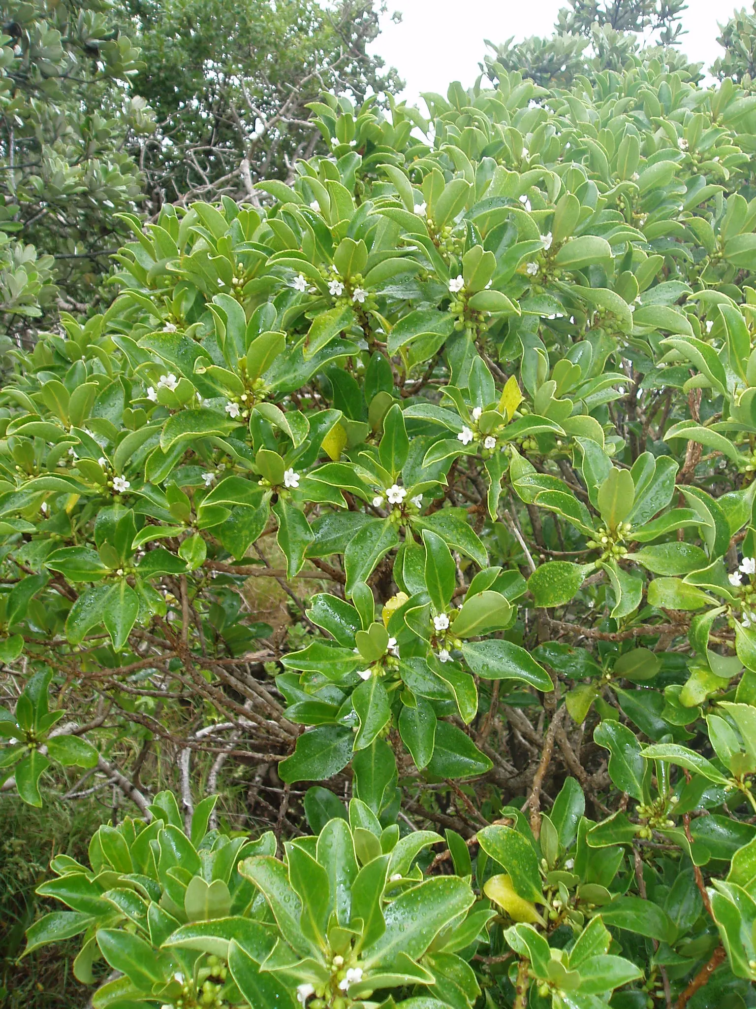 Myoporum (Myoporum Laetum) — is an attractive evergreen species