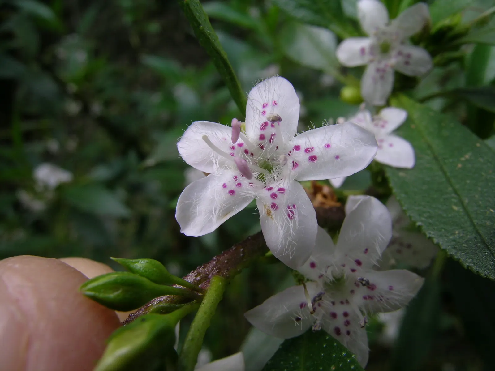 Myoporum (Myoporum Laetum) — This fast-growing shrub or small tree boasts glossy; boasting a width of 15 to 20 feet at maturity