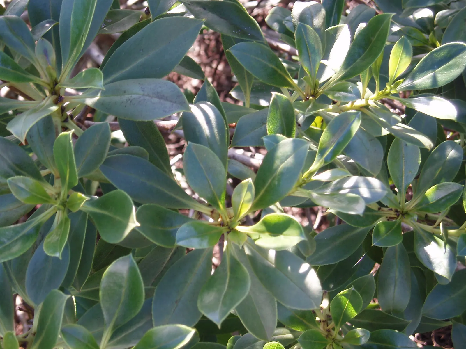 Myoporum (Myoporum Laetum) — each about 0.4 inches across; offering added ecological value.<br><br>This species favors full sun exposure, image 71