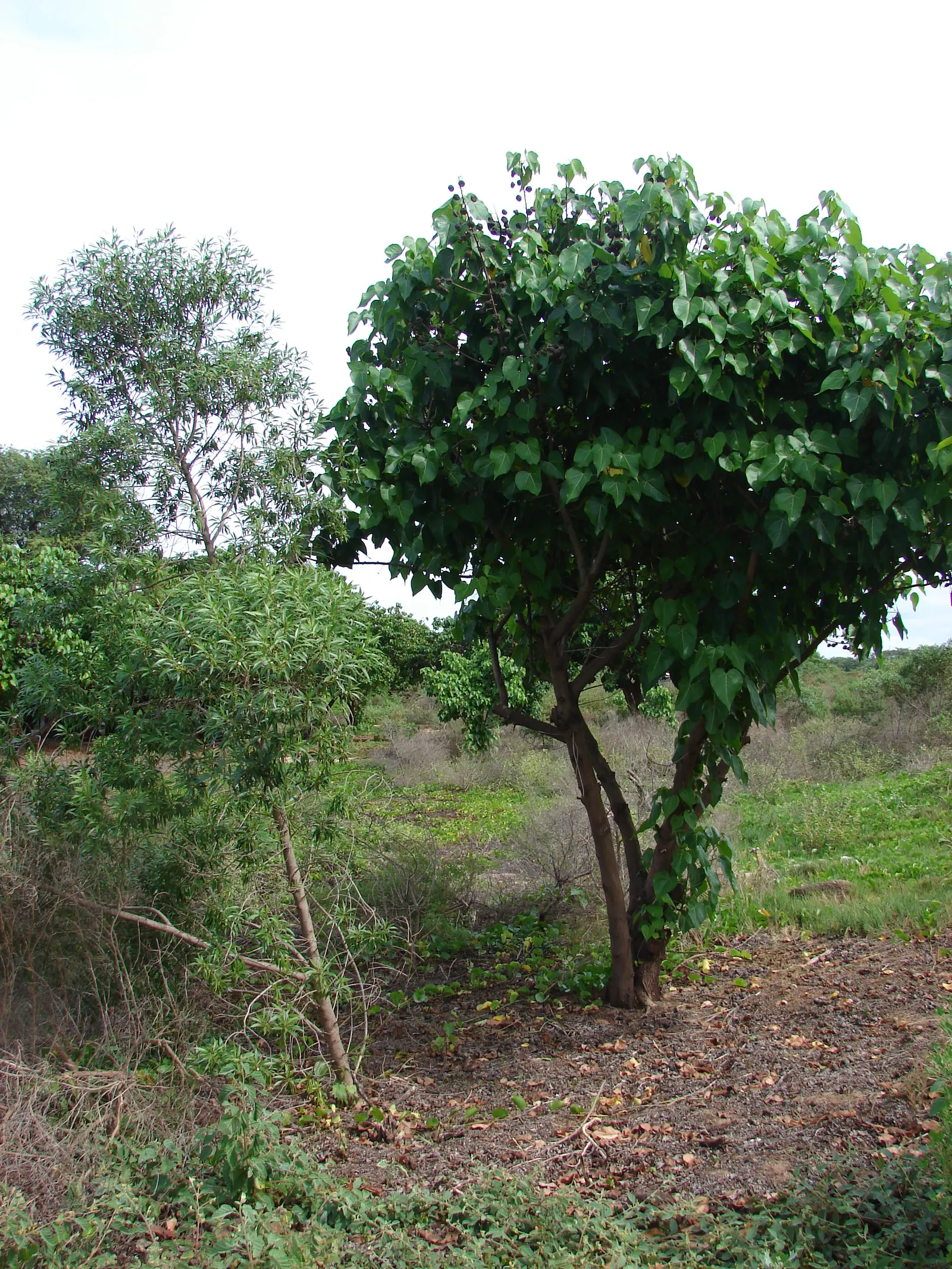 Myoporum (Myoporum Laetum) — shrub / tree for full