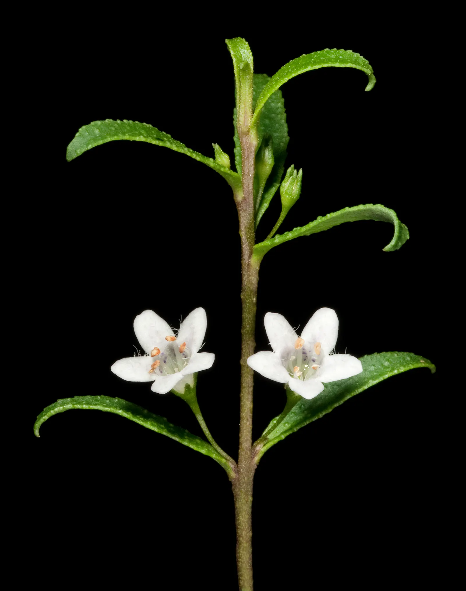 Myoporum (Myoporum Laetum) — acclaimed for its versatility and resilience in coastal landscapes; reaching a mature height of 15-20 feet with a, image 93