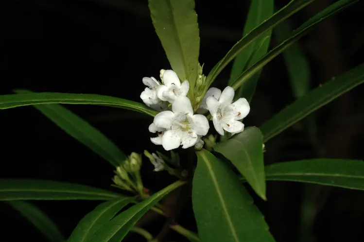 Myoporum (Myoporum Laetum) — and placement should consider its ability to act as a windbreak or privacy screen; reaching a mature height of 15-20, image 81