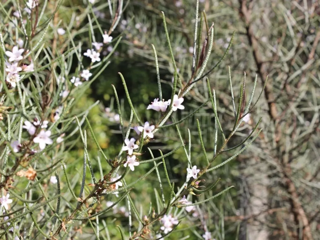 Myoporum (Myoporum Laetum) — presenting an excellent choice for seaside settings.<br><br>When designing landscapes with Myoporum laetum; offering added