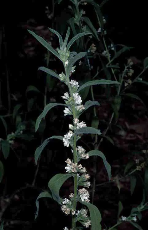 Myoporum (Myoporum Laetum) — Myoporum laetum, commonly known as Ngaio Tree, is an evergreen hailing from New Zealand; reaching a mature height of, image 57