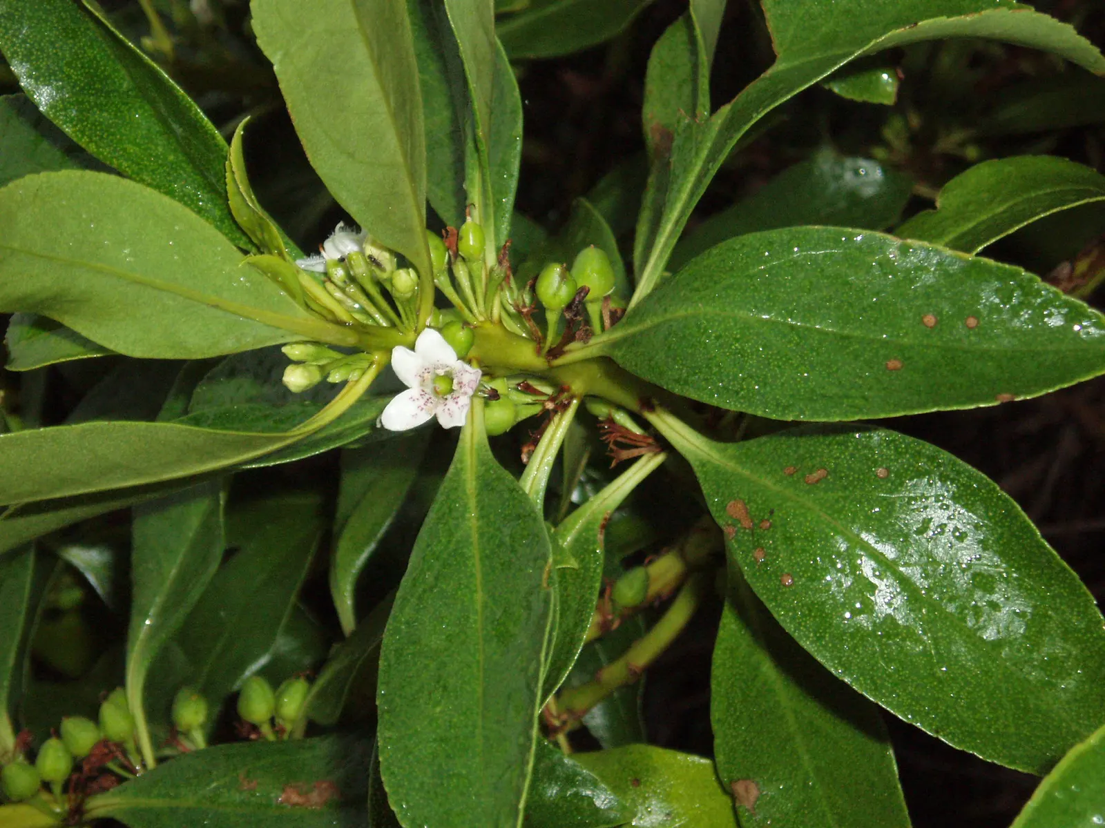 Myoporum (Myoporum Laetum) — exuding a distinct oils when crushed; reaching a mature height of 15-20 feet with a spread of 10-15 feet, image 97