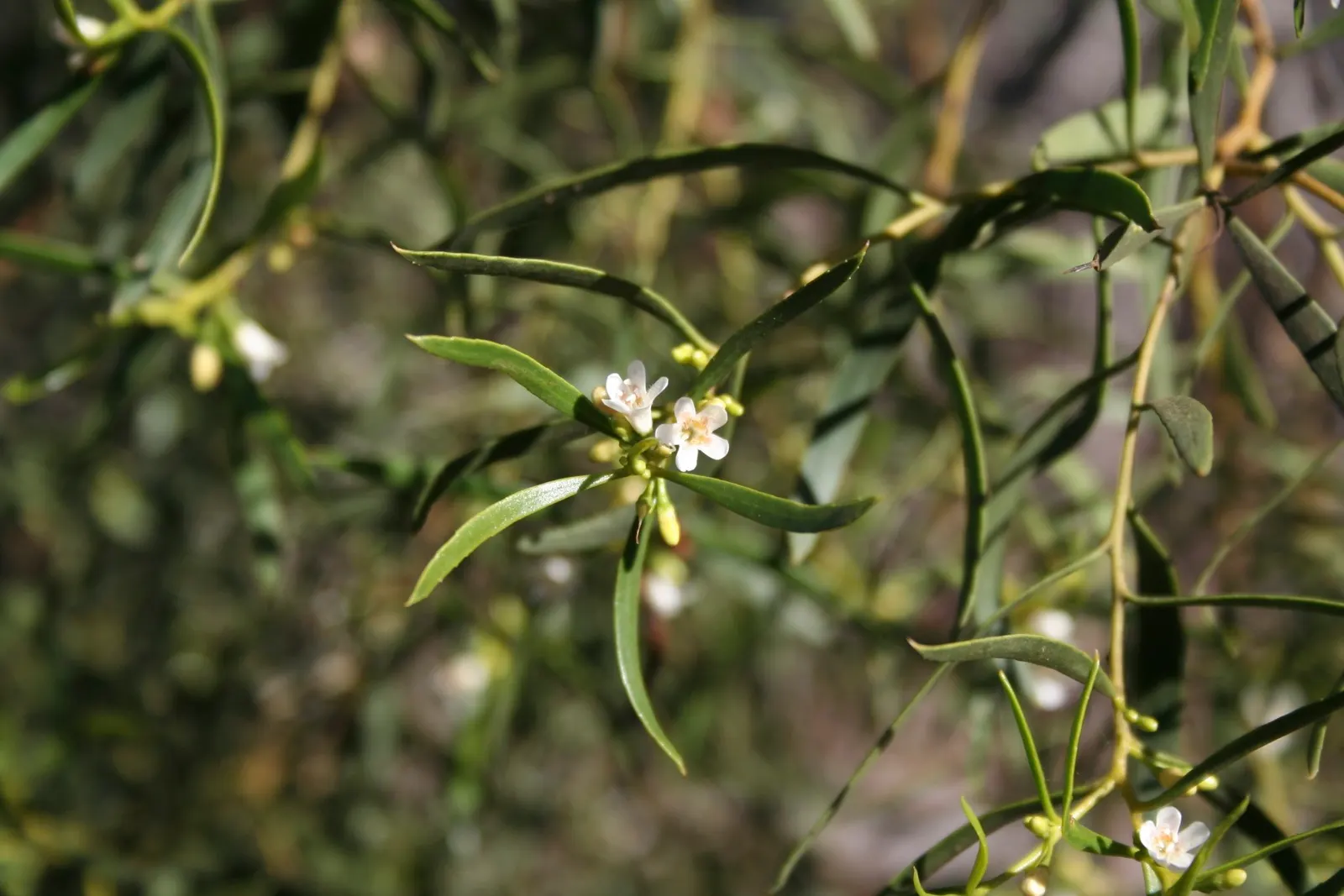 Myoporum (Myoporum Laetum) — reaching a mature height of 15-20 feet with a spread of 10-15 feet; and placement should consider its ability to act as a