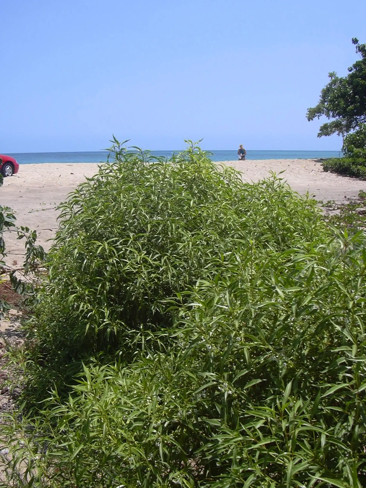Myoporum (Myoporum Laetum) — spacing should allow for its mature spread; and placement should consider its ability to act as a windbreak or privacy screen