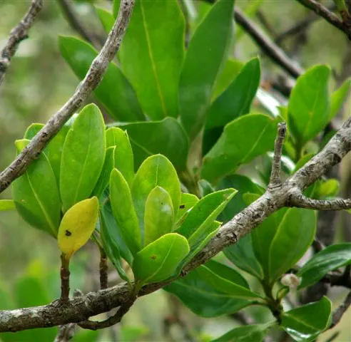 Myoporum (Myoporum Laetum) — The Myoporum laetum is also renowned for its salt spray tolerance