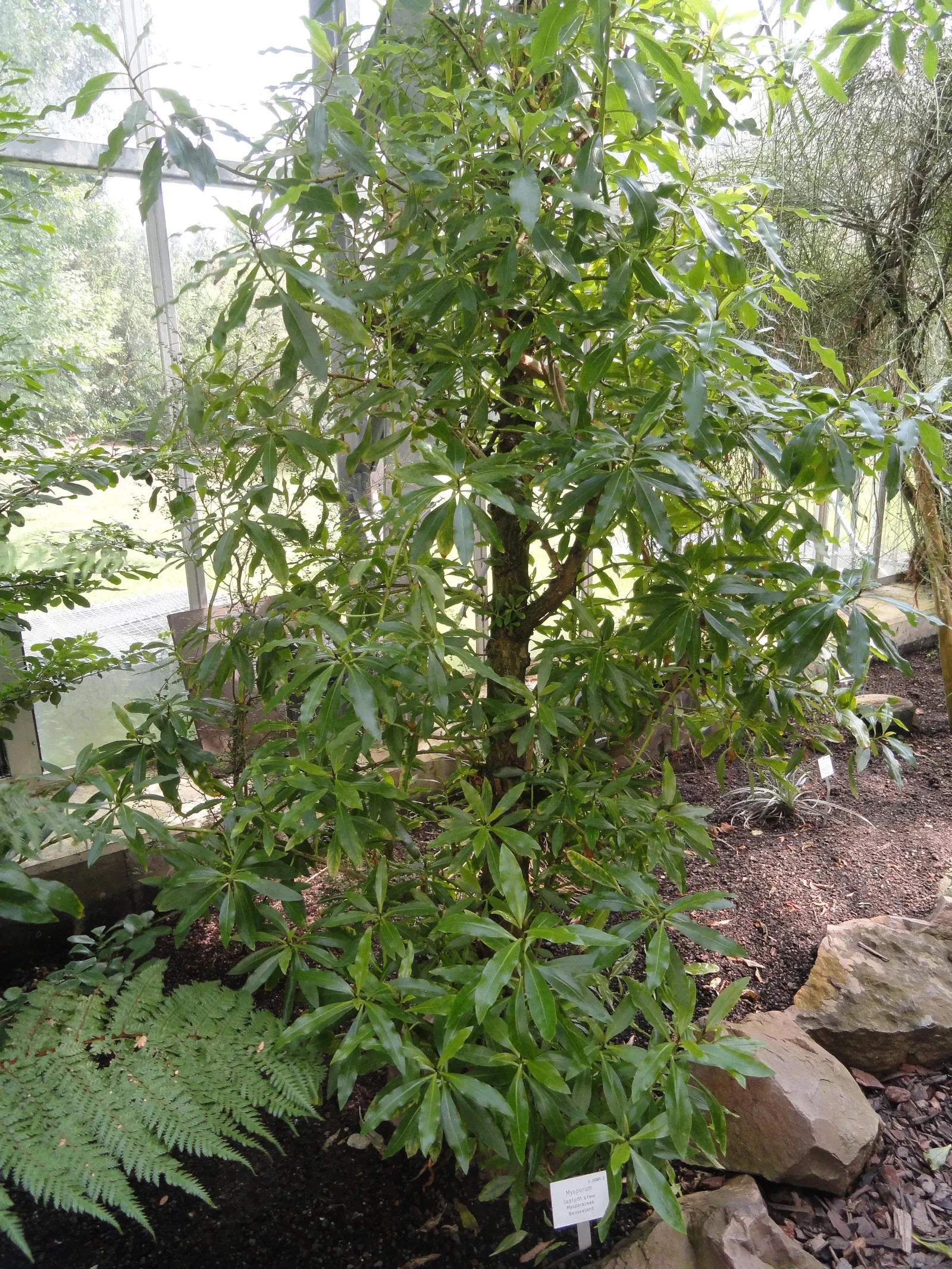 Myoporum (Myoporum Laetum) — this fast-growing tree can reach 20 to 30 feet in height
