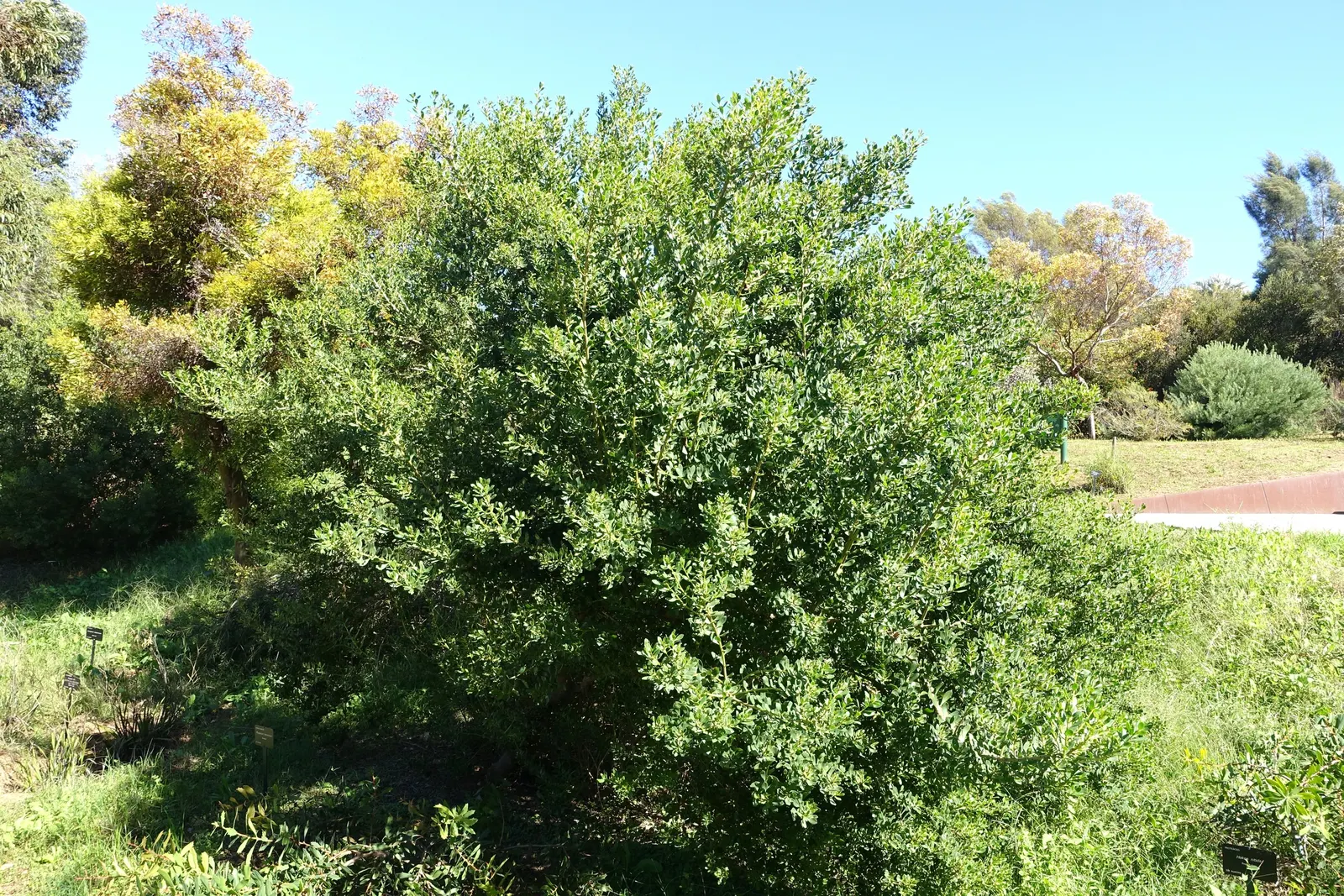 Myoporum (Myoporum Laetum) — is an attractive evergreen species; and placement should consider its ability to act as a windbreak or privacy screen