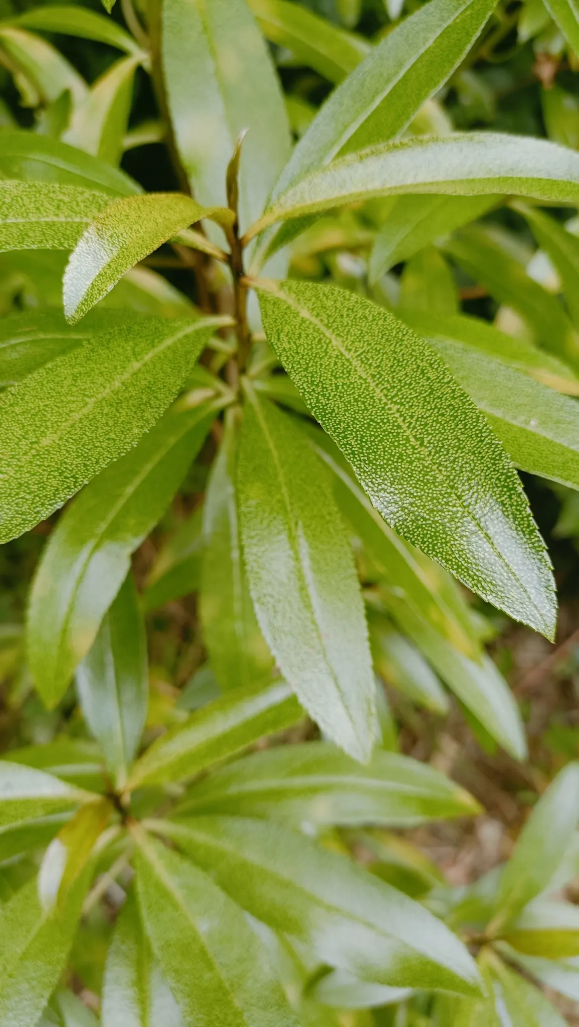 Myoporum (Myoporum Laetum) — is an attractive evergreen species; and placement should consider its ability to act as a windbreak or privacy screen, image 92