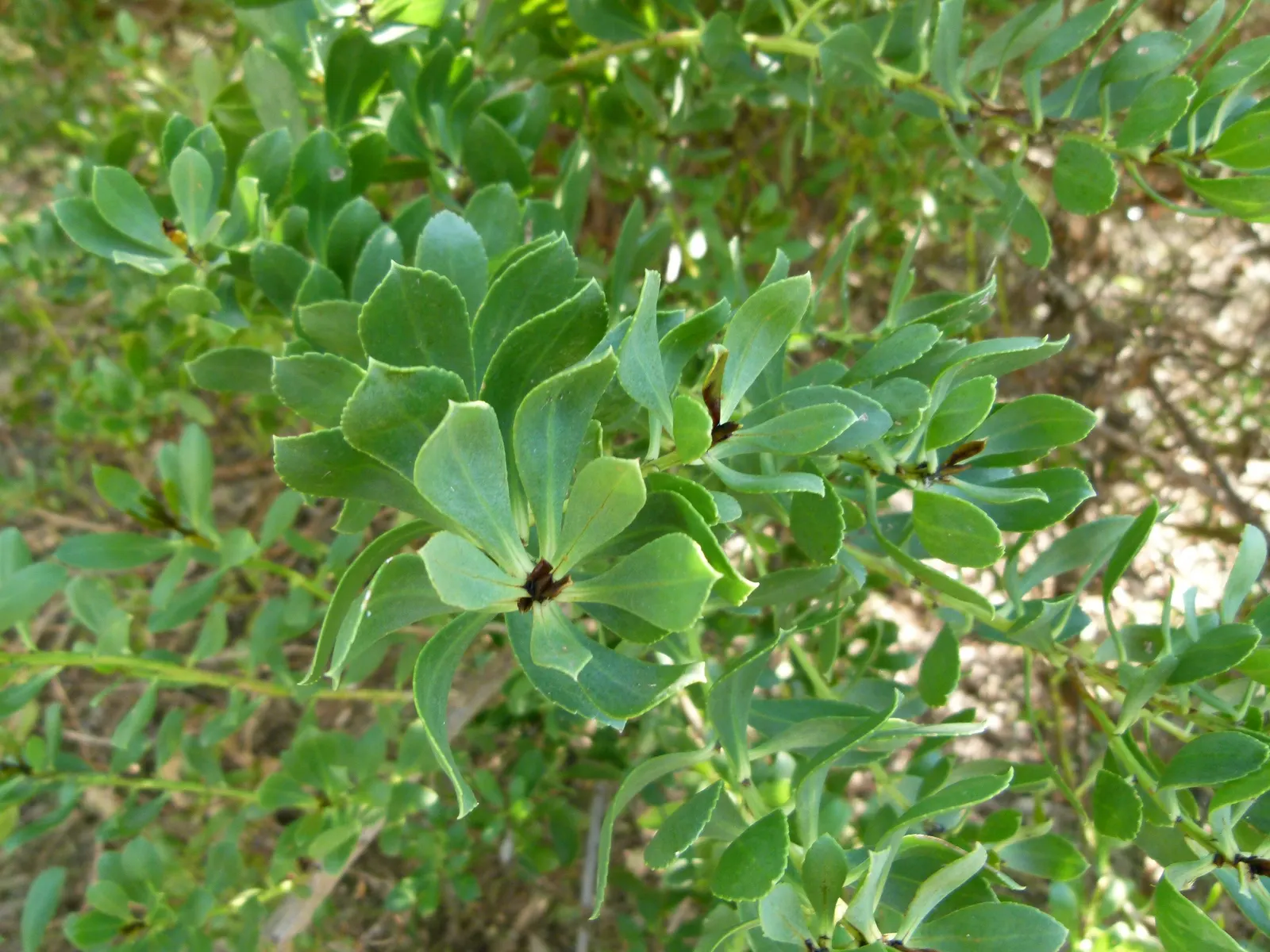 Myoporum (Myoporum Laetum) — These fruit are alluring to birds; reaching a mature height of 15-20 feet with a spread of 10-15 feet, image 101