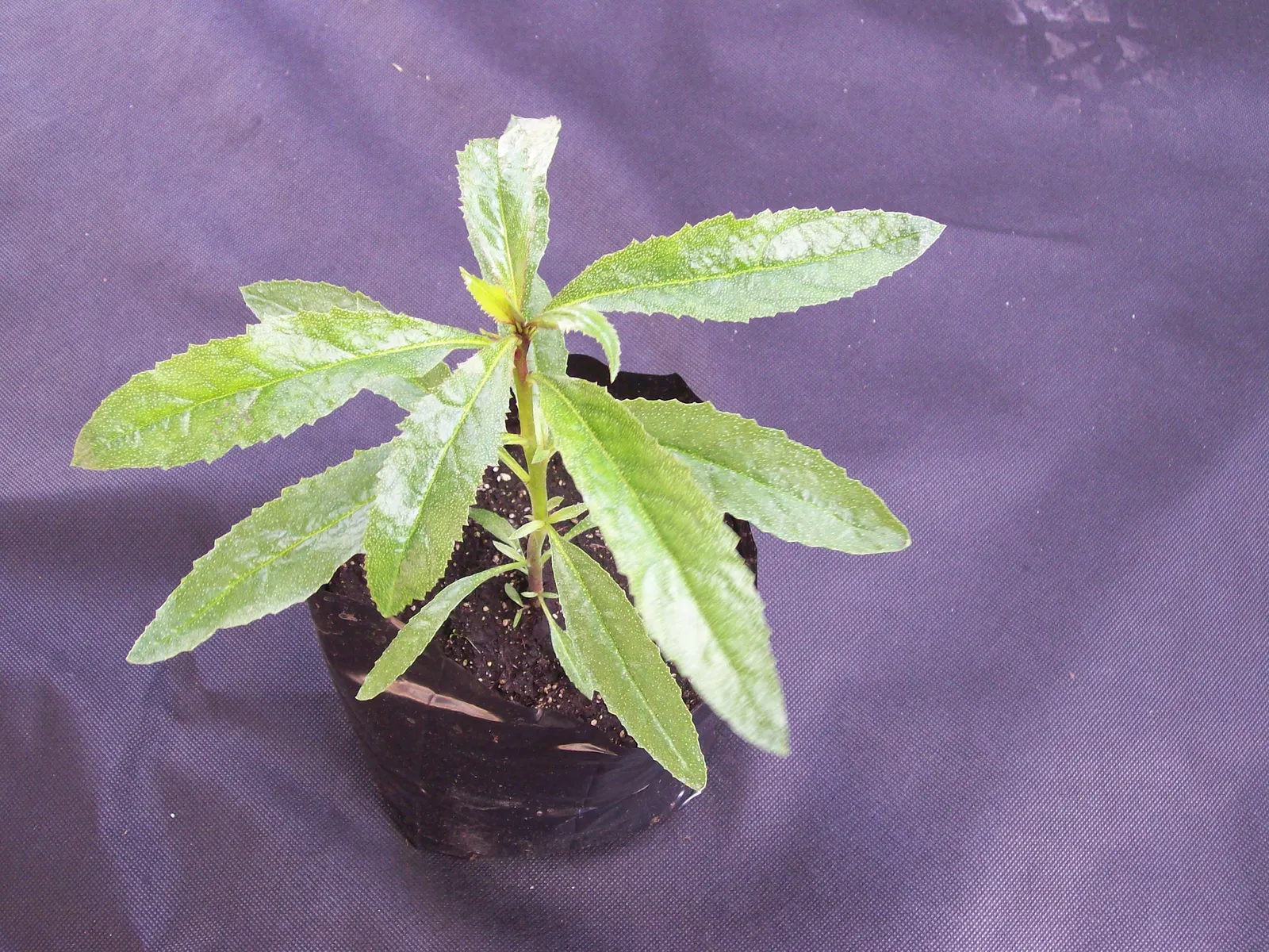 Myoporum (Myoporum Laetum) — The Myoporum laetum is also renowned for its salt spray tolerance; boasting a width of 15 to 20 feet at maturity