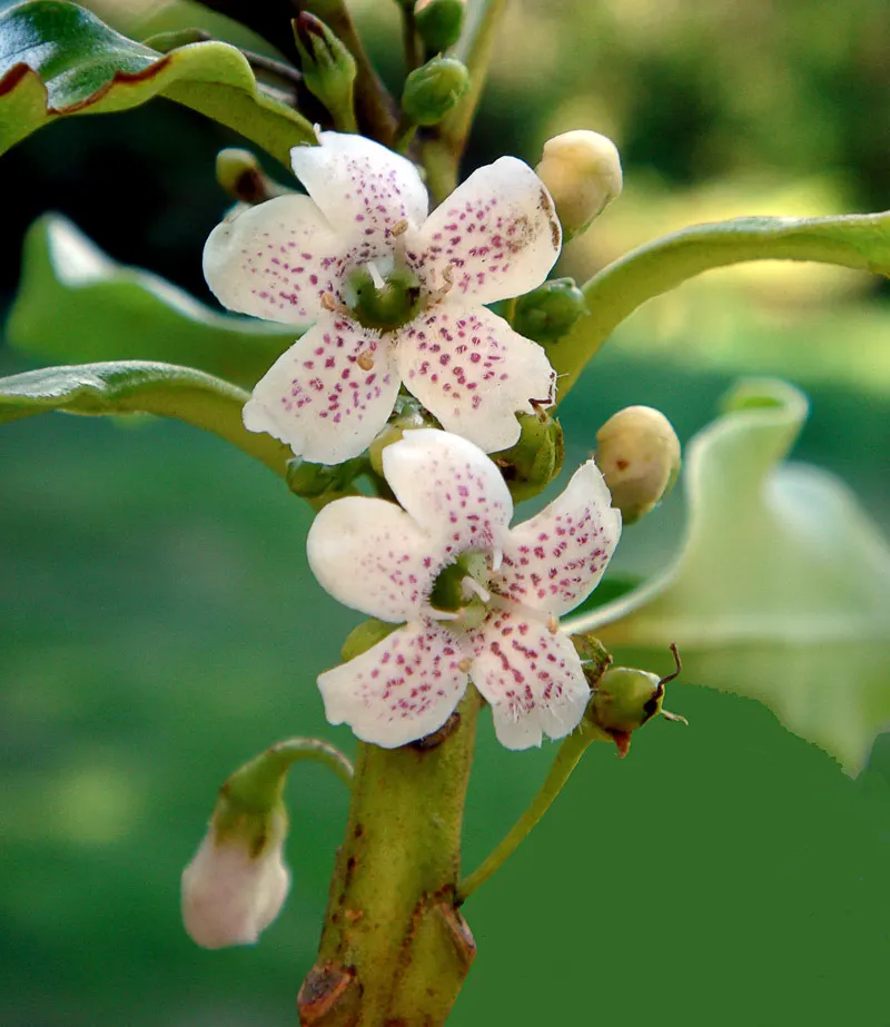 Myoporum (Myoporum Laetum) — oval leaves with a fleshy texture; offering added ecological value.<br><br>This species favors full sun exposure