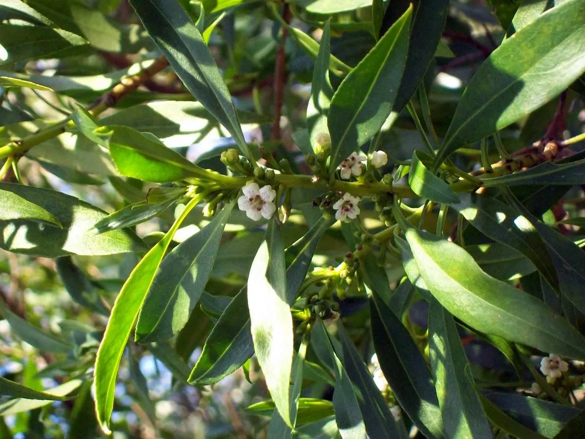 Myoporum (Myoporum Laetum) — it exhibits considerable drought tolerance once established; and placement should consider its ability to act as a, image 104