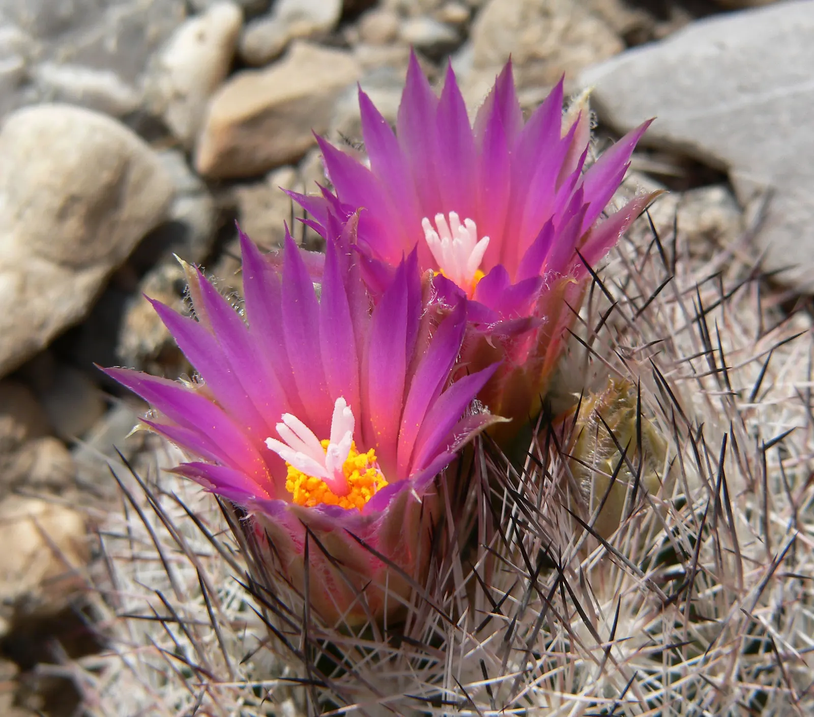 Spinystar, Beehive Cactus (Escobaria Vivipara) — withstanding temperatures as low as -20&deg;F; ensure the specimen receives full sun to part shade