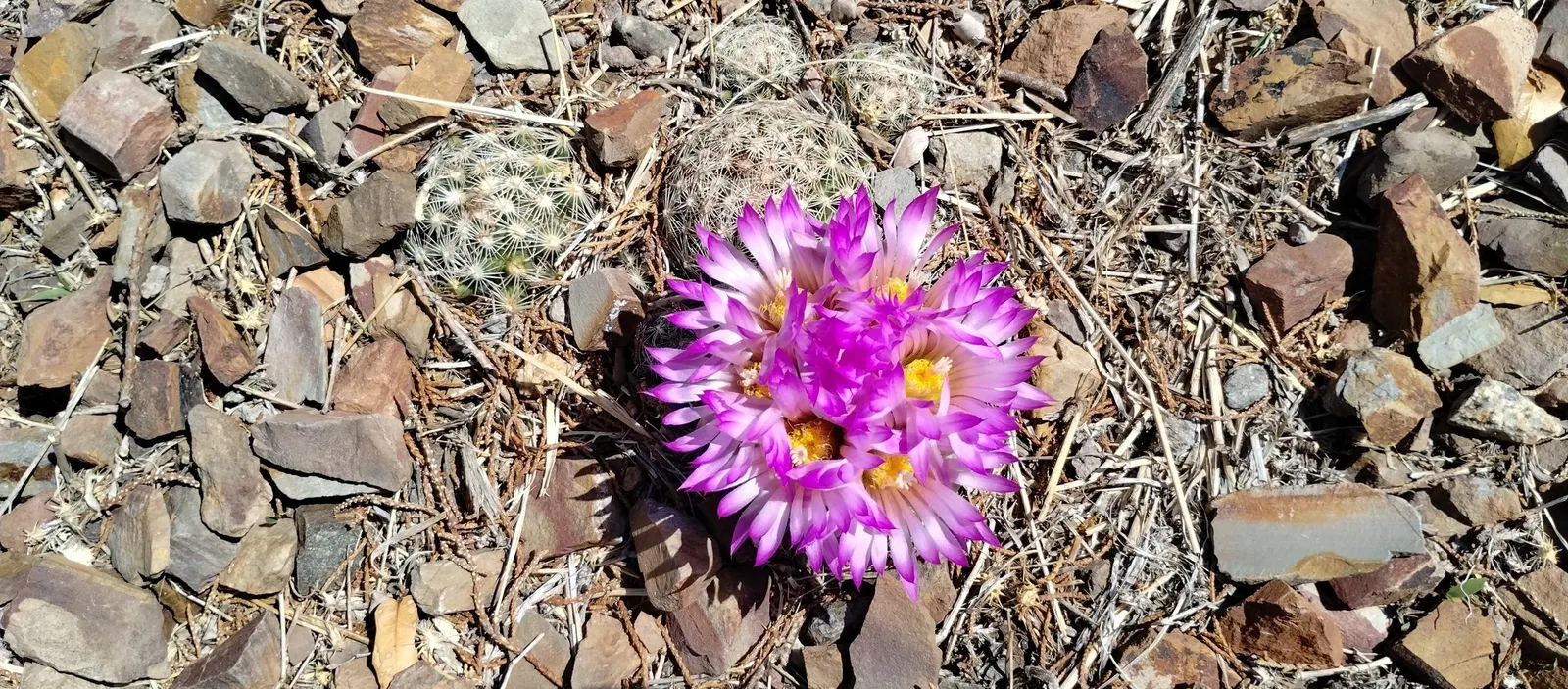 Spinystar, Beehive Cactus (Escobaria Vivipara) — The Spinystar or Beehive Cactus; perennial cactus typically reaches a height of 2 to 6 inches with a similar