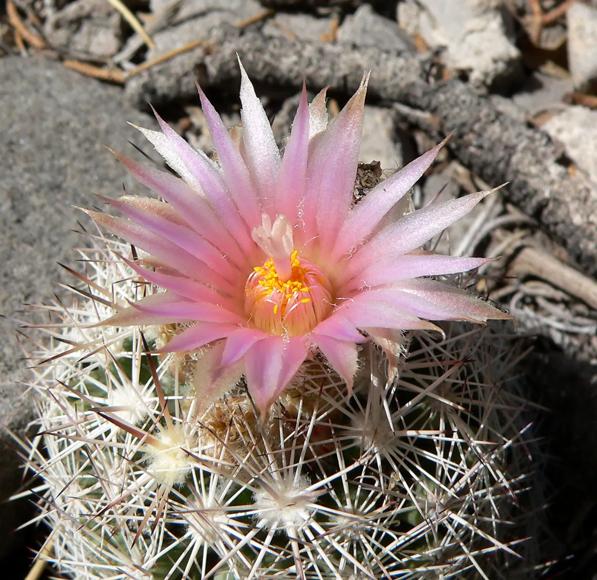 Spinystar, Beehive Cactus (Escobaria Vivipara) — consider well-draining soil a necessity