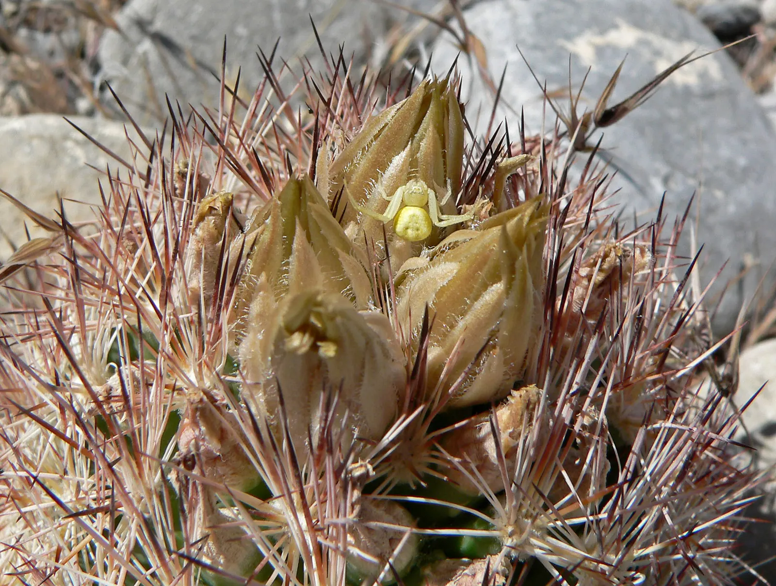 Spinystar, Beehive Cactus (Escobaria Vivipara) — No significant pests or diseases affect this species