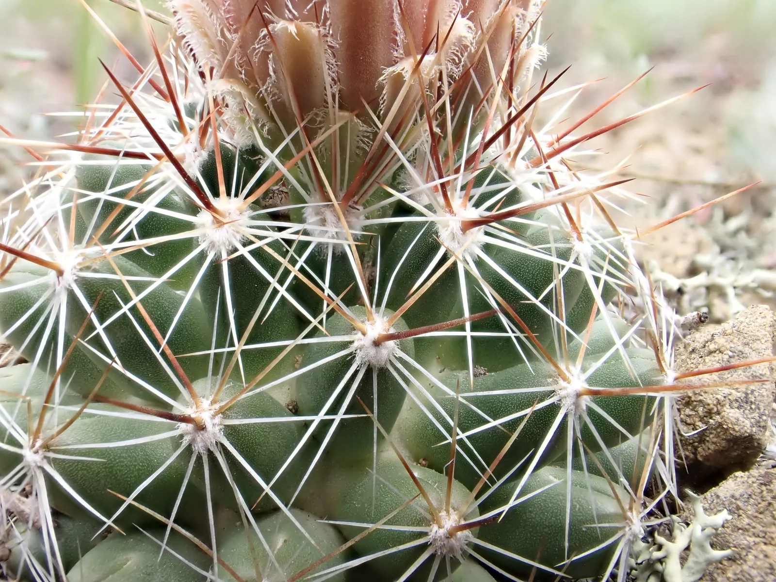Spinystar, Beehive Cactus (Escobaria Vivipara) — Drought-resistant, it adds a striking, low-maintenance element to rock gardens and desert-themed landscapes