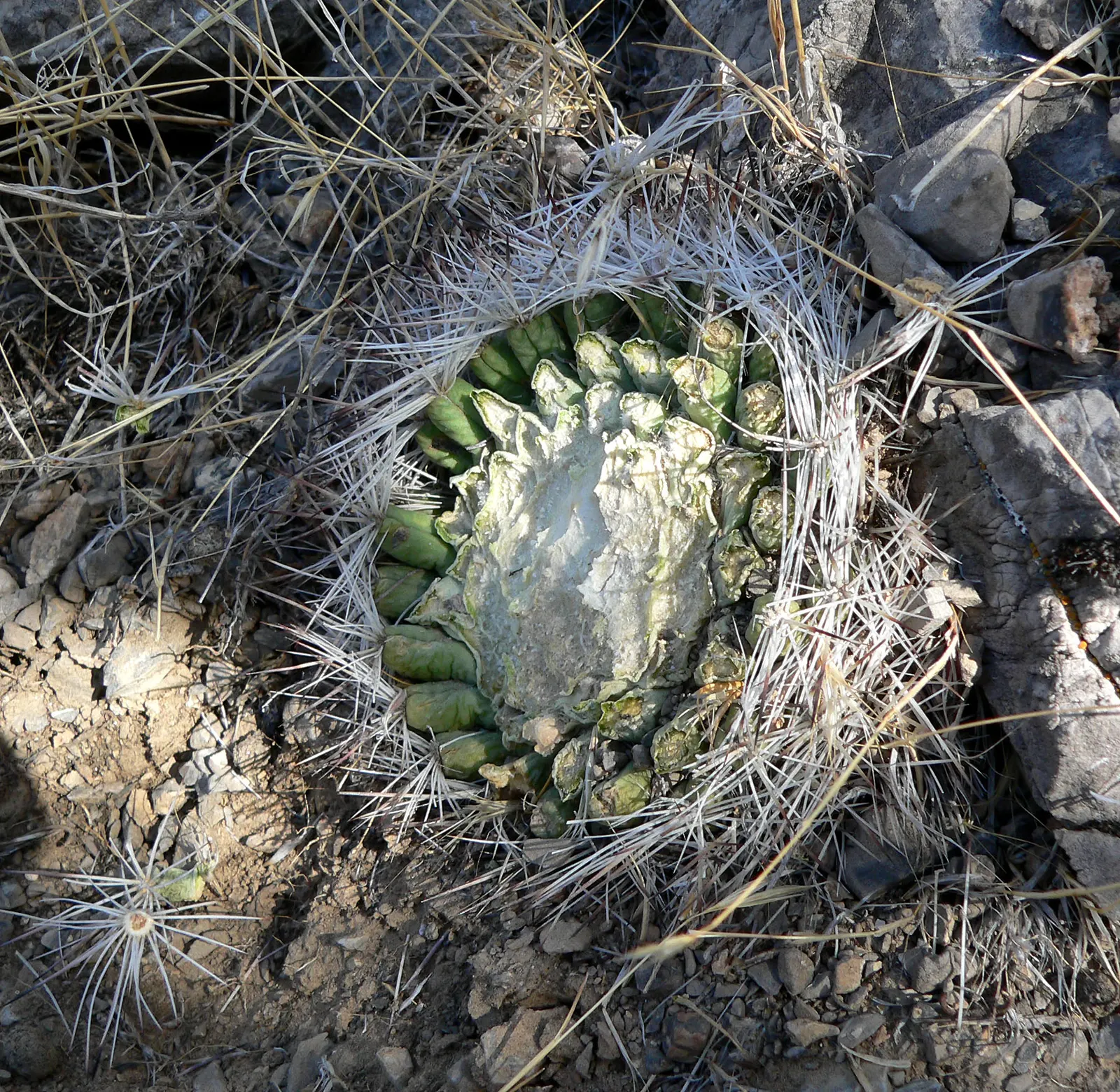 Spinystar, Beehive Cactus (Escobaria Vivipara) — providing a striking contrast to the green cylindrical stems