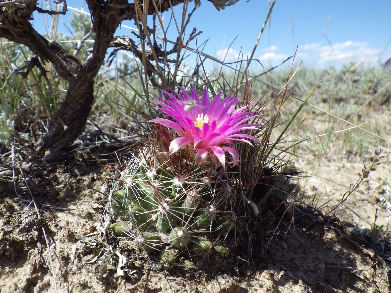 Spinystar, Beehive Cactus (Escobaria Vivipara) — as this cactus does not tolerate prolonged wet feet