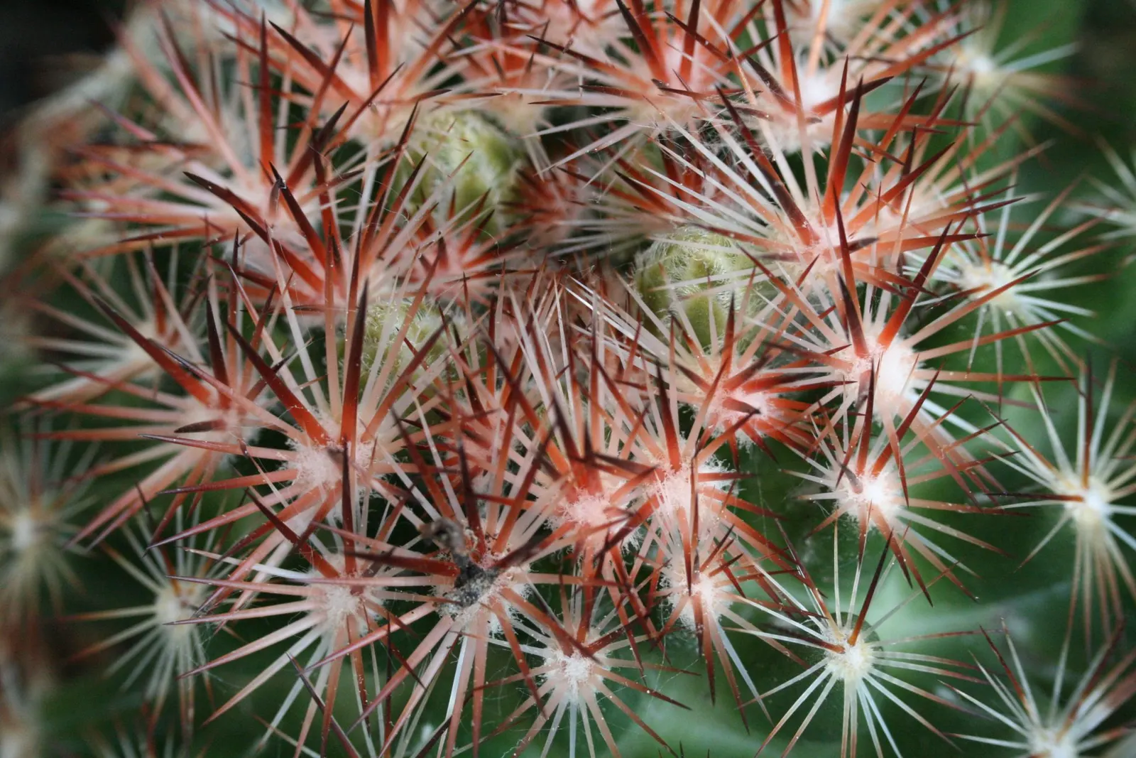 Spinystar, Beehive Cactus (Escobaria Vivipara) — underscoring its low-maintenance and reliable nature in a suitable landscape design