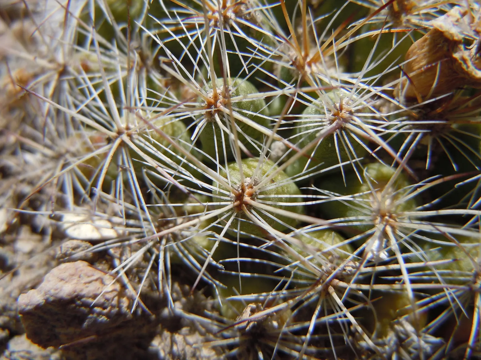Spinystar, Beehive Cactus (Escobaria Vivipara) — boasting vibrant pink to purple flowers measuring about 1 inch in diameter; the Escobaria vivipara is cold