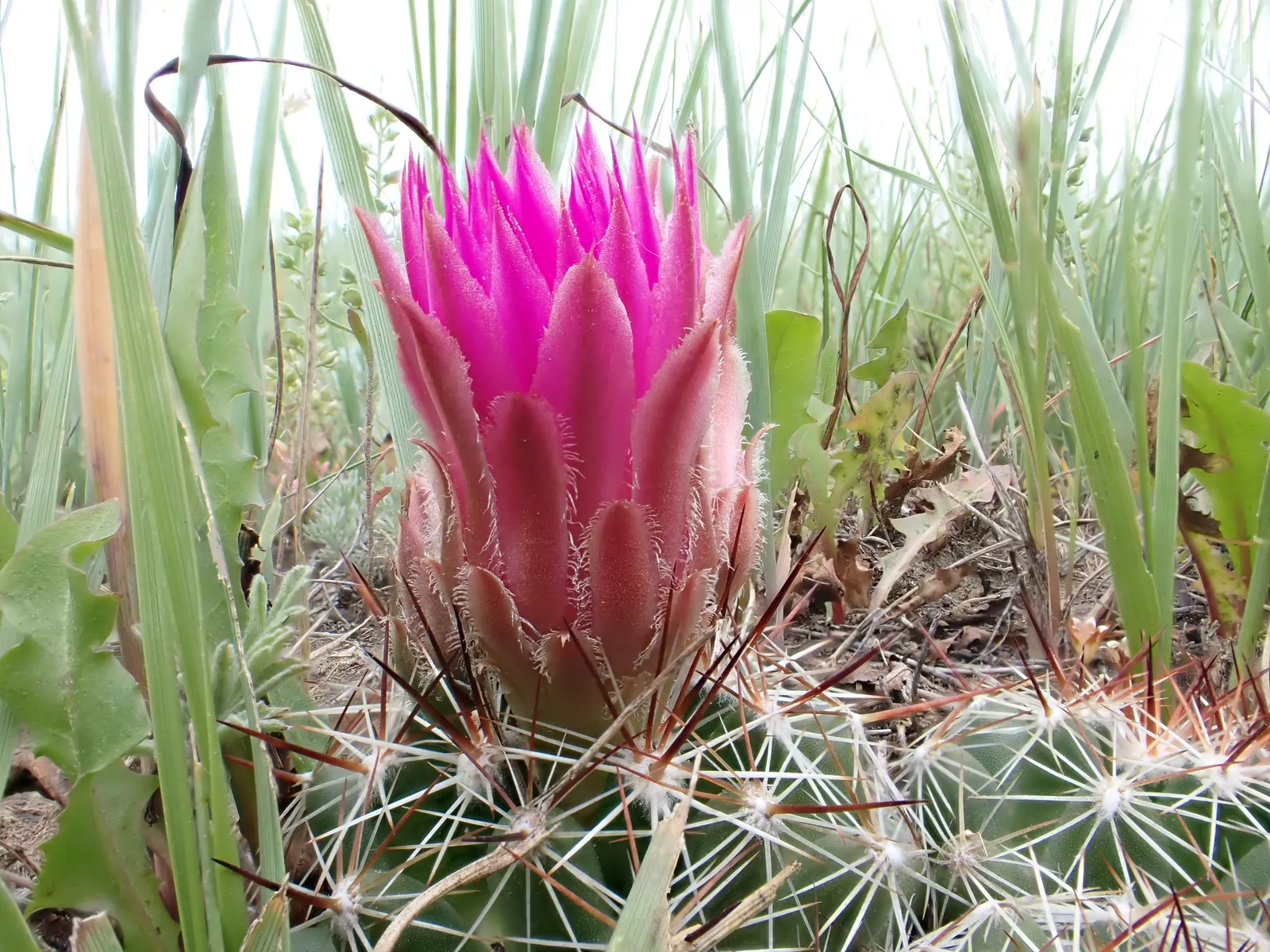 Spinystar, Beehive Cactus (Escobaria Vivipara) — adding a unique texture and year-round interest; this perennial thrives in USDA zones 4-9, reaching up to 6