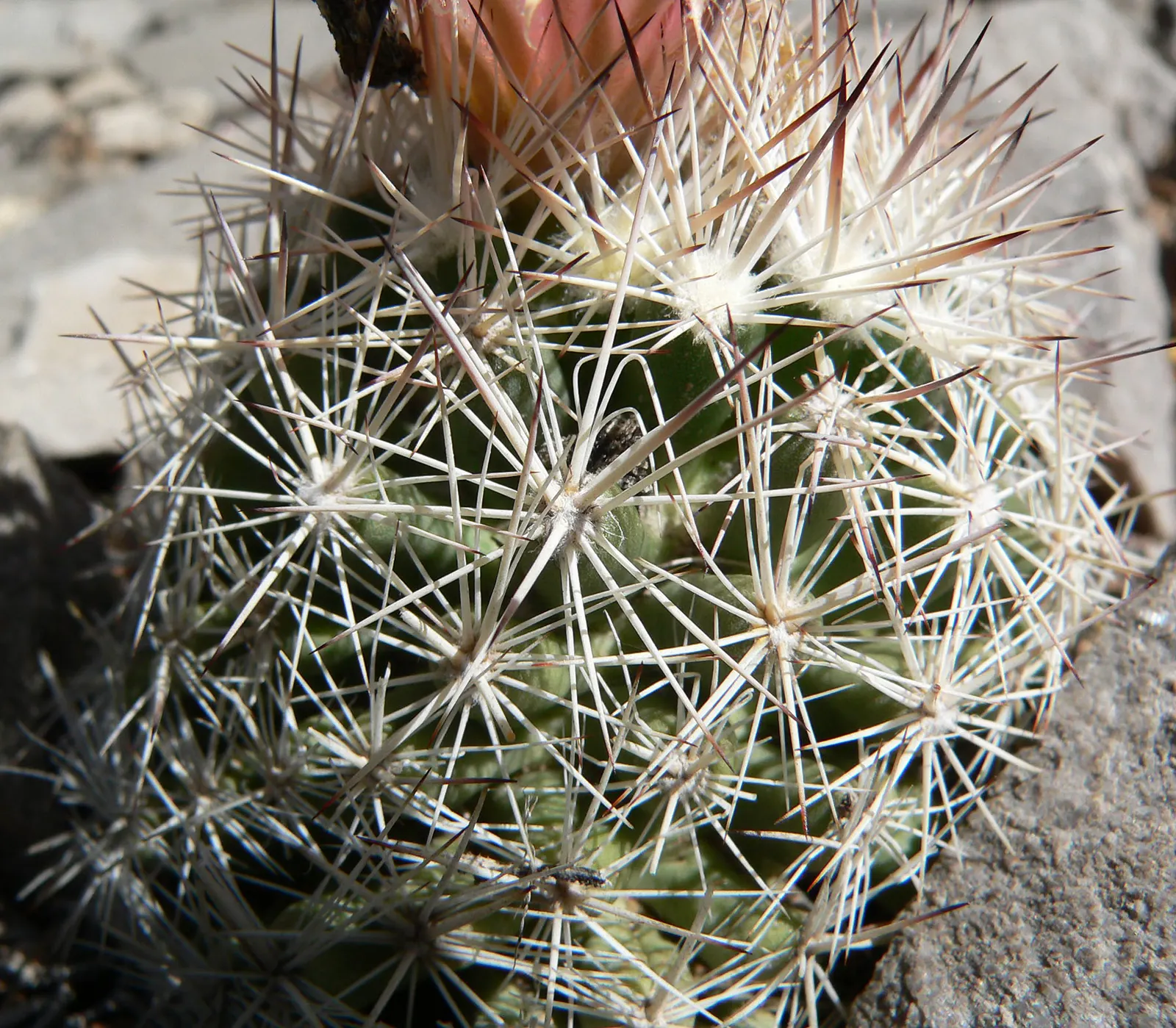Spinystar, Beehive Cactus (Escobaria Vivipara) — cactus for full or half; underscoring its low-maintenance and reliable nature in a suitable landscape design