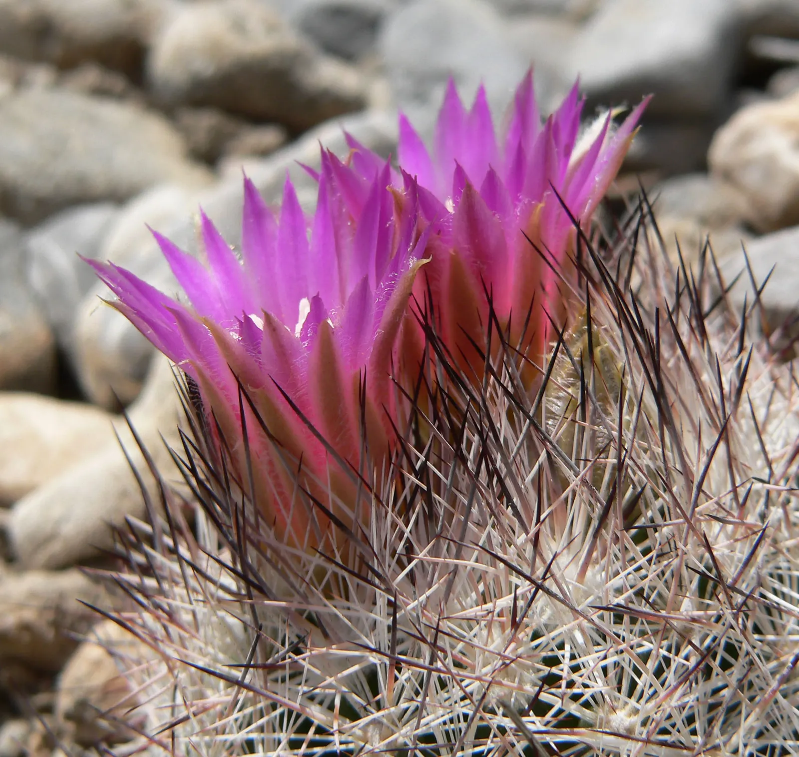 Spinystar, Beehive Cactus (Escobaria Vivipara) — perennial cactus typically reaches a height of 2 to 6 inches with a similar spread; adding a, image 68