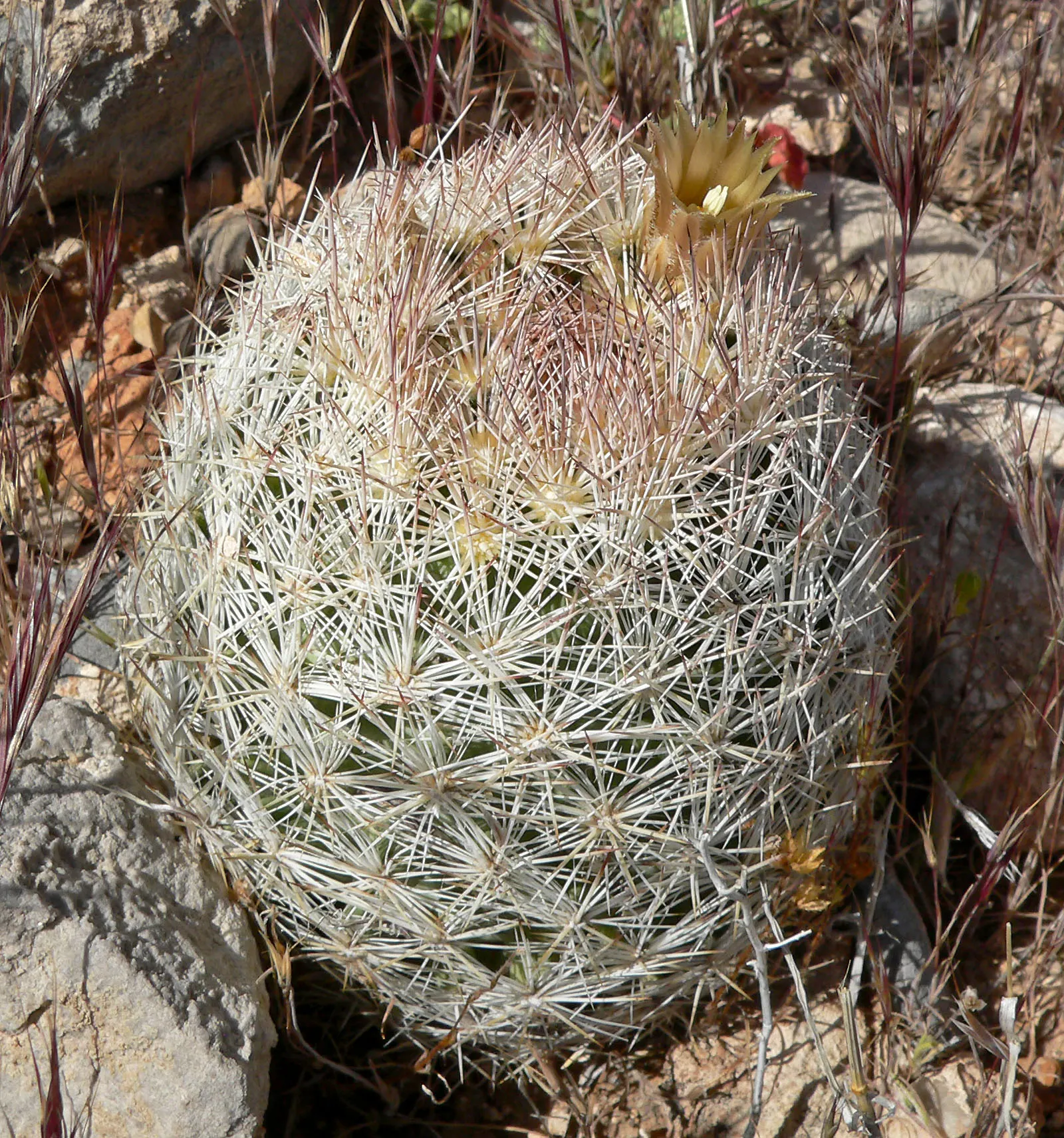 Spinystar, Beehive Cactus (Escobaria Vivipara) — Requires well-draining soil and full sun; no significant pests or diseases affect this species, image 62