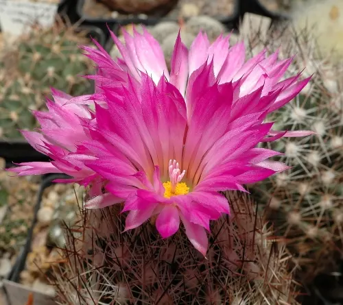 Spinystar, Beehive Cactus (Escobaria Vivipara) — scientifically known as Escobaria vivipara; these blooms are not only a delight to behold but also, image 65