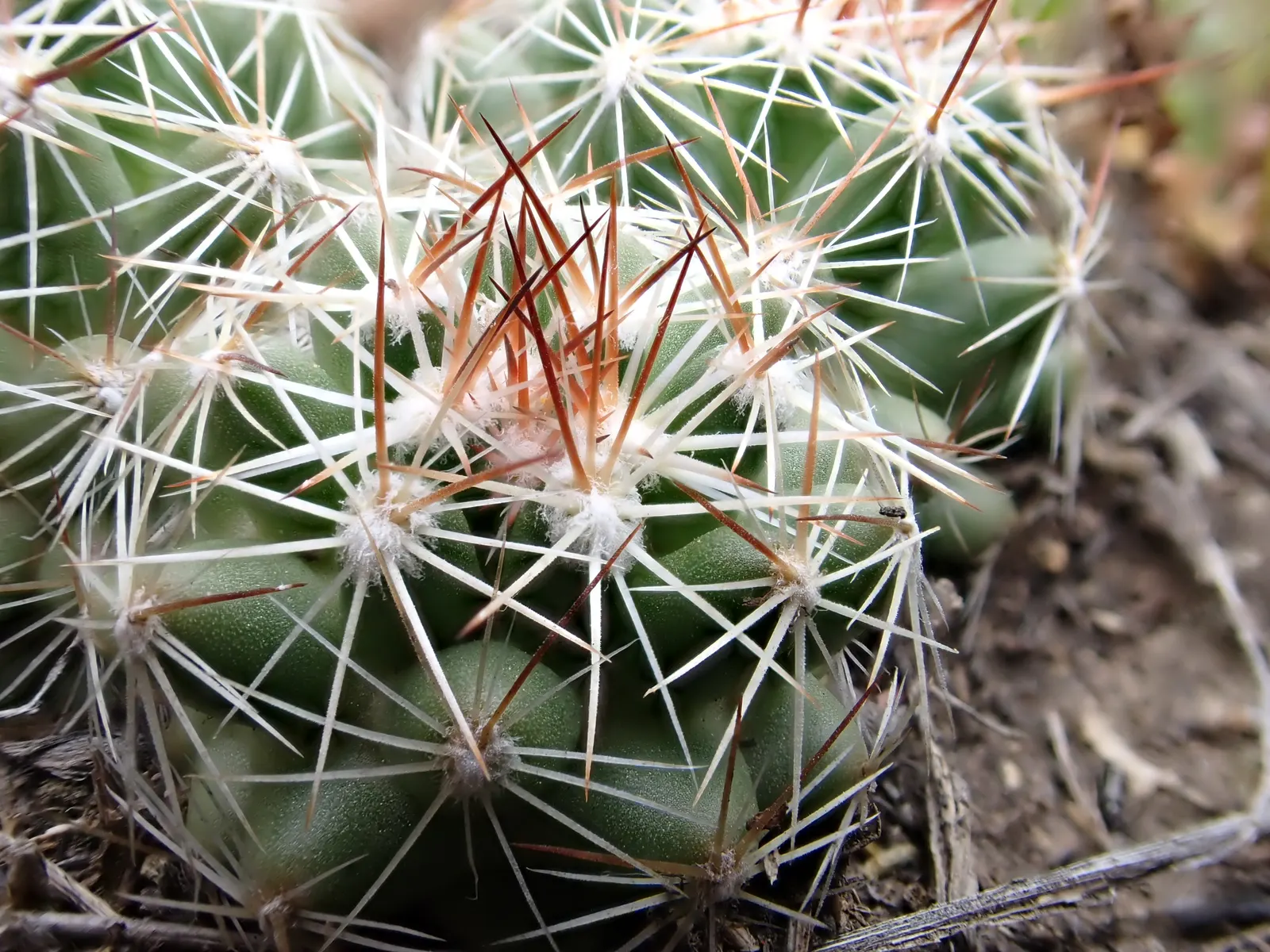 Spinystar, Beehive Cactus (Escobaria Vivipara) — cactus with pink blooms; consider well-draining soil a necessity