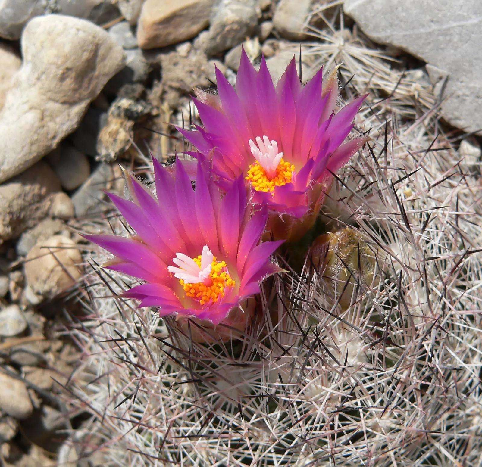 Spinystar, Beehive Cactus (Escobaria Vivipara) — is a hardy native of various regions in North America and is well-suited for xeriscaping or rock gardens