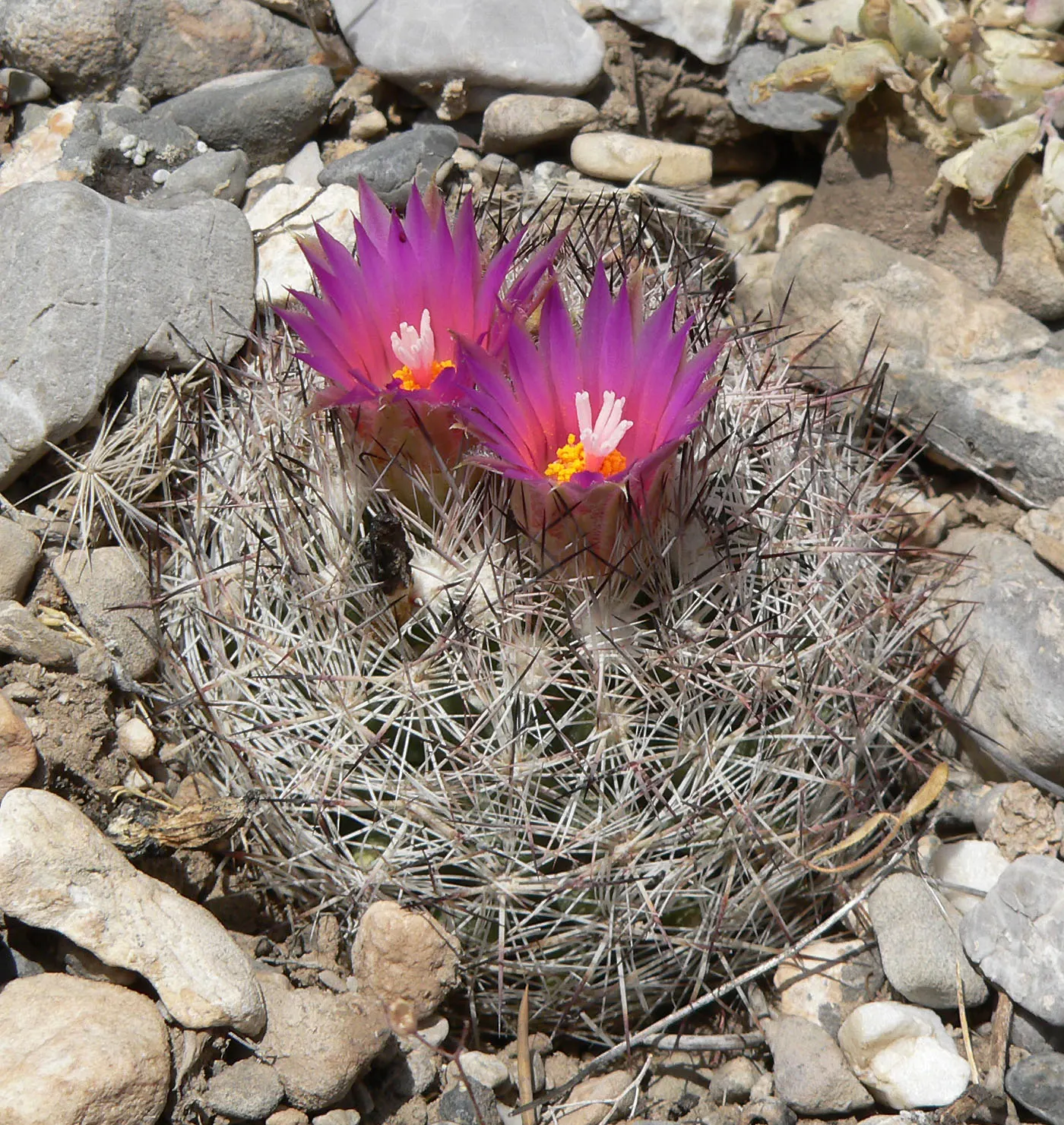 Spinystar, Beehive Cactus (Escobaria Vivipara) — scientifically known as Escobaria vivipara